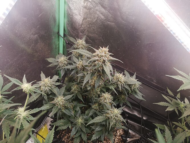 Growreport Bild 8