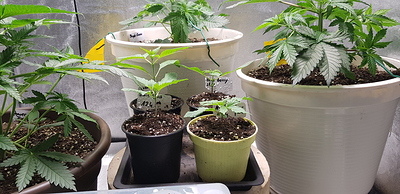 Growreport Bild 6