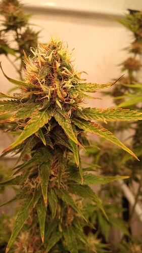 Growreport Bild 2