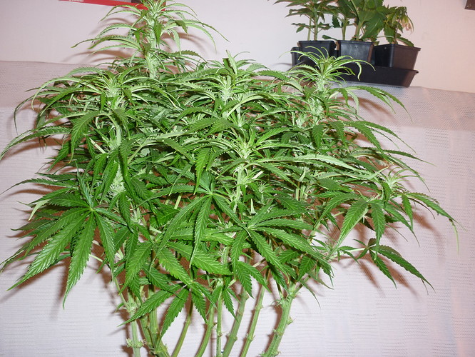 Growreport Bild 4