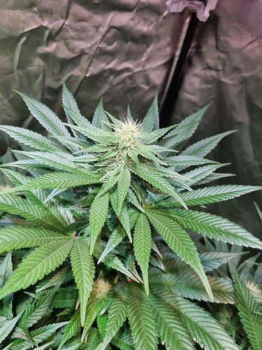 Growreport Bild 26