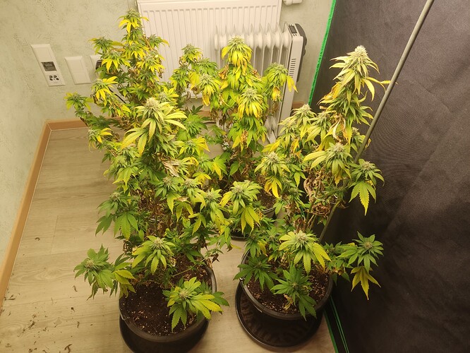 Growreport Bild 5