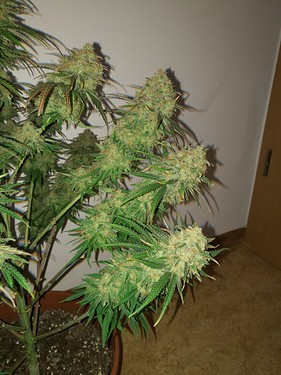 Growreport Bild 28