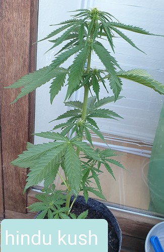 Growreport Bild 6