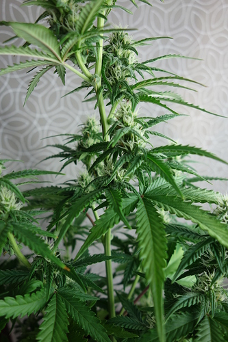 Growreport Bild 3