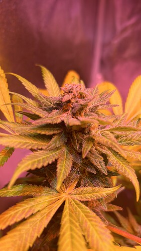 Growreport Bild 1