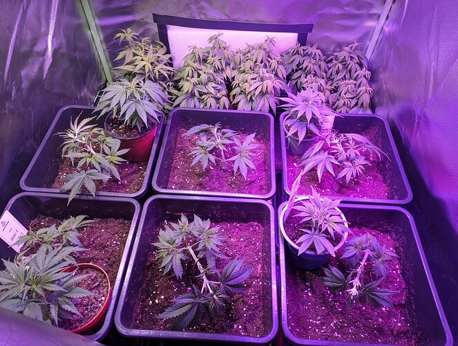 Growreport Bild 9