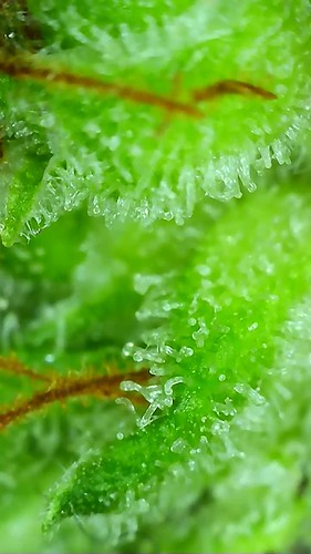 Growreport Bild 101