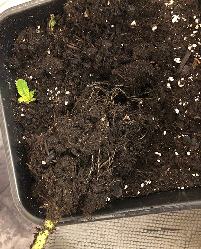 Growreport Bild 5
