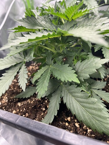 Growreport Bild 6