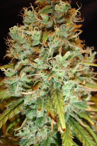 Growreport Bild 37
