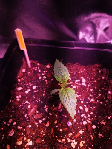 Growreport Bild 8