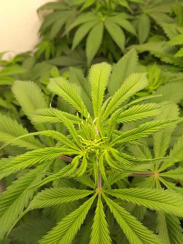 Growreport Bild 2