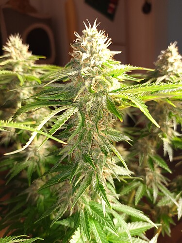 Growreport Bild 1