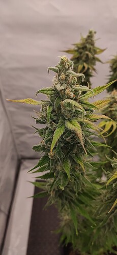 Growreport Bild 17