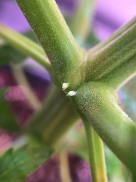 Growreport Bild 31