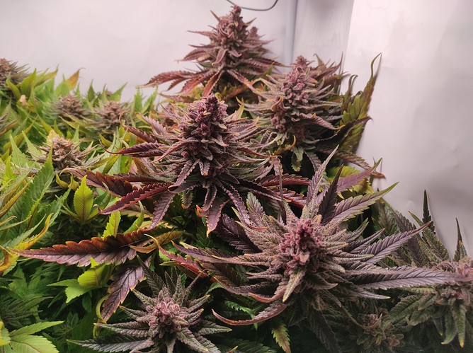 Growreport Bild 20