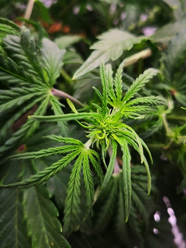 Growreport Bild 1