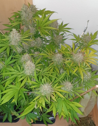 Growreport Bild 2