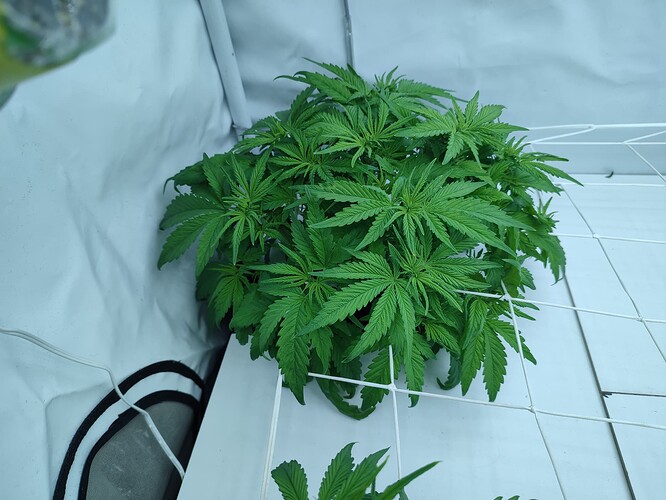 Growreport Bild 30