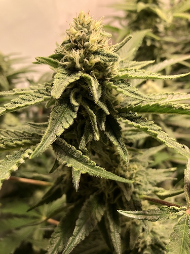 Growreport Bild 15