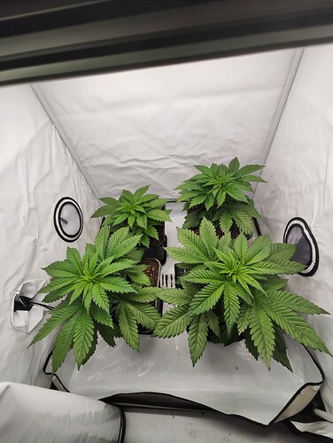 Growreport Bild 1