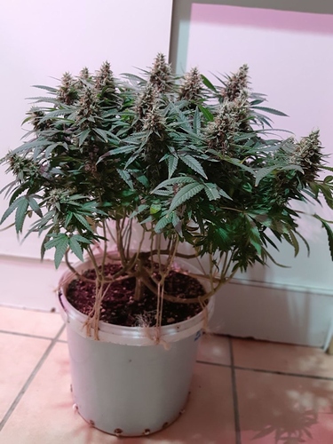 Growreport Bild 3