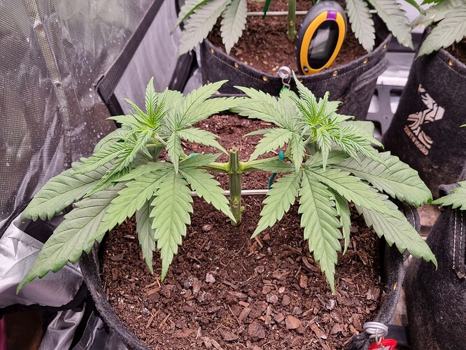 Growreport Bild 31