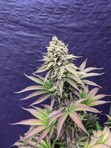 Growreport Bild 18