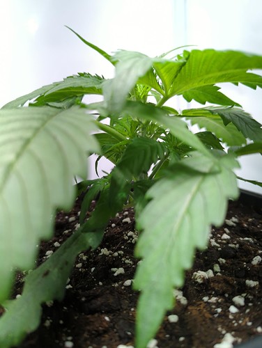 sensiskunk_wt10_seite