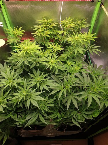Growreport Bild 6