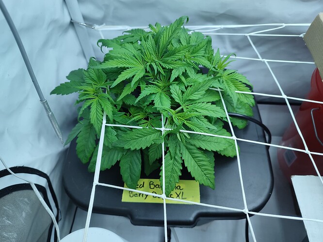 Growreport Bild 43