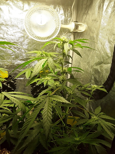 Growreport Bild 3