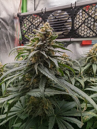 Growreport Bild 8