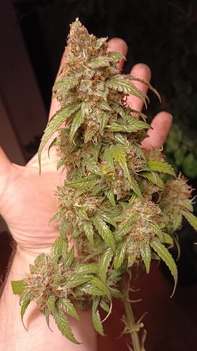 Growreport Bild 9