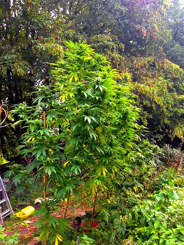 Growreport Bild 18
