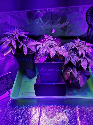 Growreport Bild 1