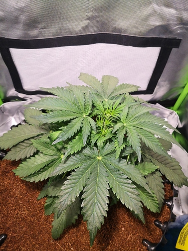 Growreport Bild 7