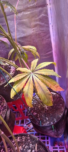 Growreport Bild 42