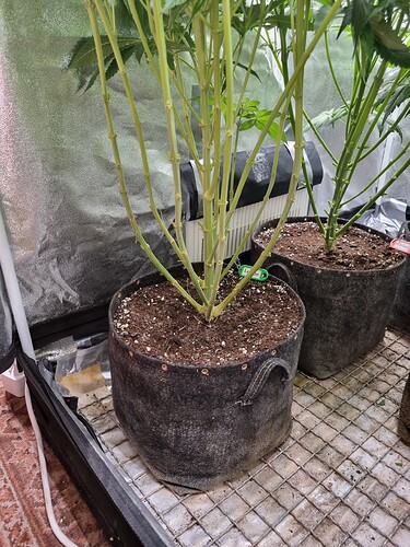 Growreport Bild 35