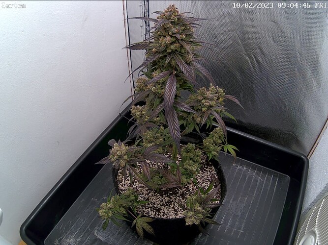 Growreport Bild 1