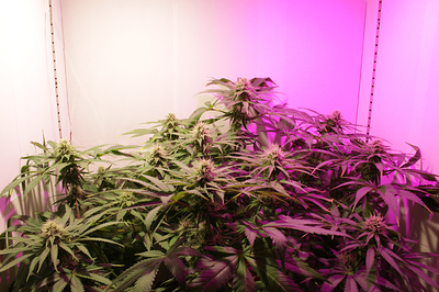 Growreport Bild 2