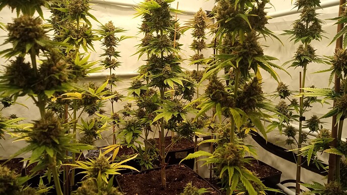 Growreport Bild 29