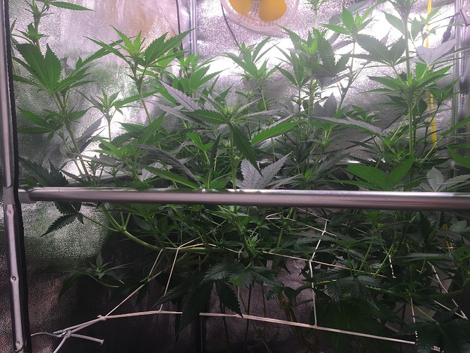Growreport Bild 3