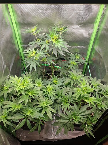 Growreport Bild 8
