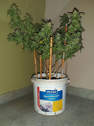Growreport Bild 4