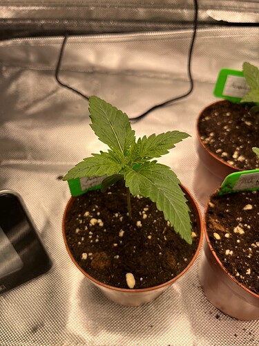 Growreport Bild 9