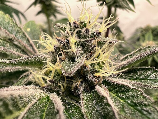 Growreport Bild 24