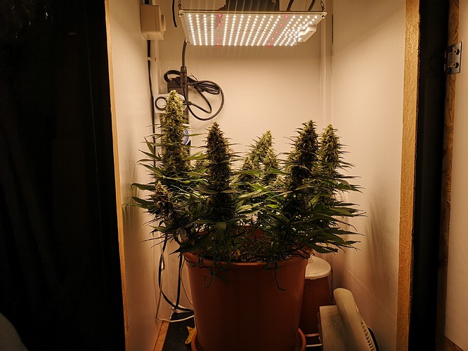Growreport Bild 5