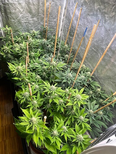 Growreport Bild 3